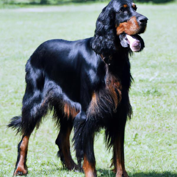 Gordon Setter